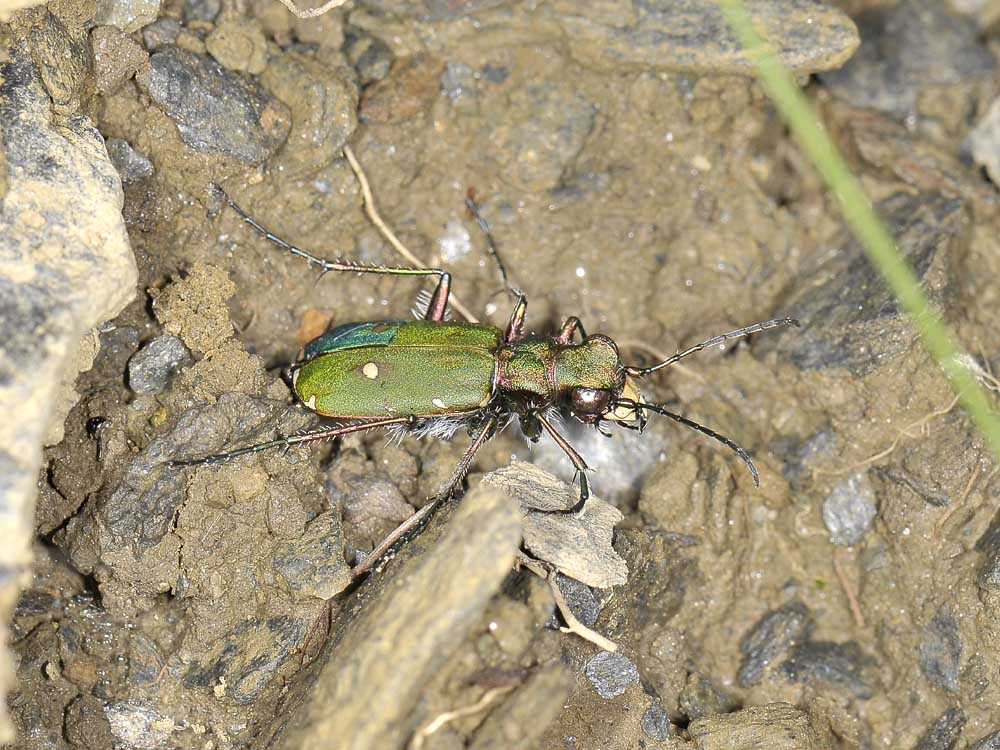 Cicindela con inserto